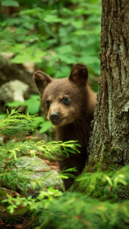 create a video of my photo singing